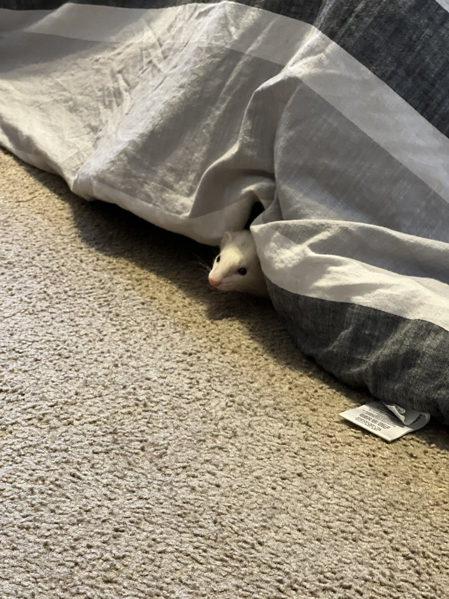 slaayter's tweet photo. @mineifiwildout meet boba ferret, named after boba fett :) https://t.co/bIxlBHZu7c