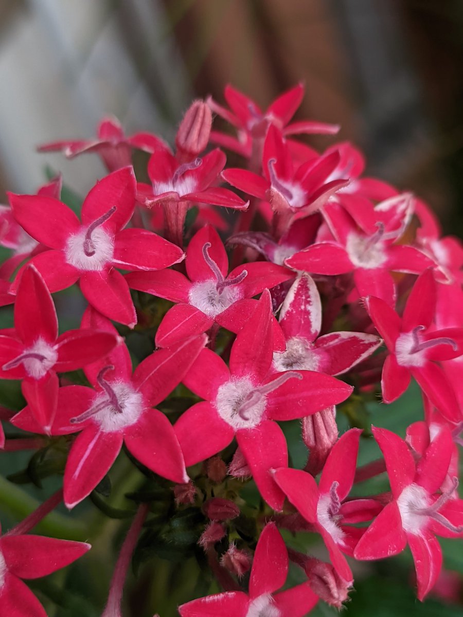 Red Pentas 🥀