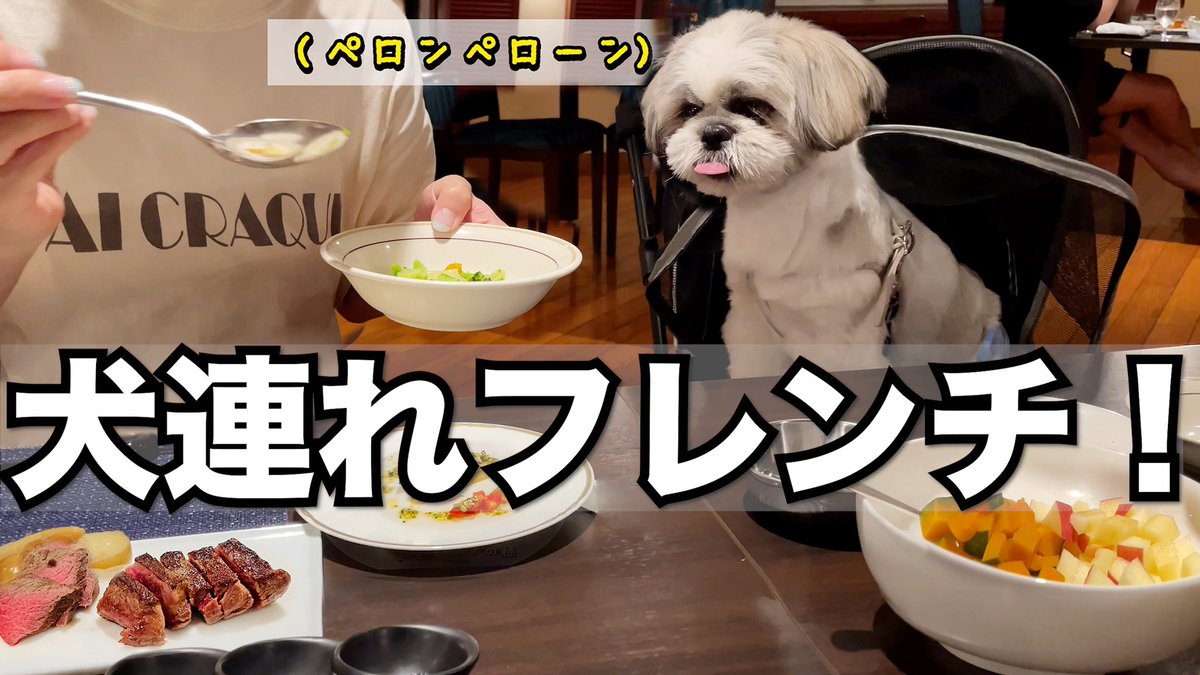 photographerPi's tweet photo. 犬連れで行った高級フレンチの様子をYouTube にUPさせていただきました🎉美味しい料理に絶品の肉🍖普段食べない食材をシータは最後まで我慢できるか❓
＃犬連れ　＃フレンチ　#ゆとりろ　＃シーズー　＃ワンコ　＃蓼科　#犬連れ旅行　
#小学生　＃長野
➡️https://t.co/CnQgBYPchG⬅️ https://t.co/LHHpxgFPa9