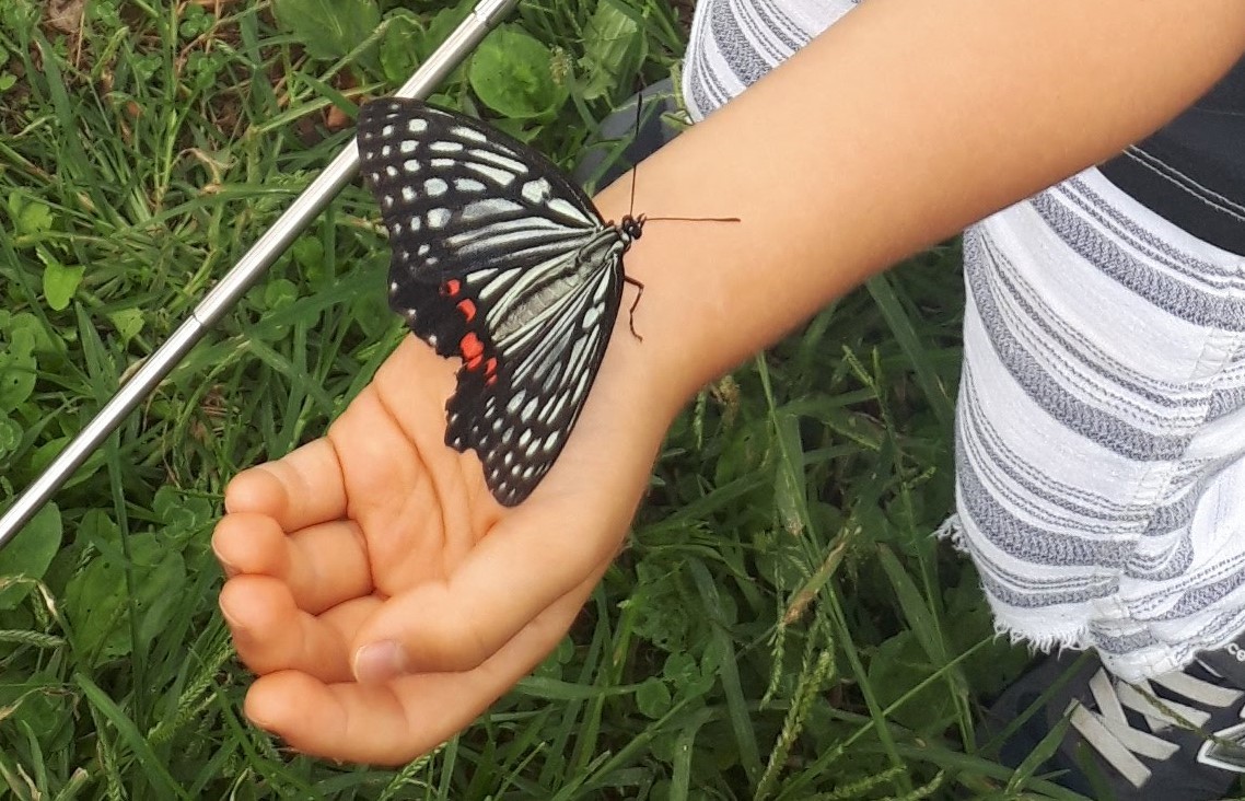 昆虫に残酷なこと、子どもがしていたら…親はどう見守る？ 学者「そう単純じゃない」 / Twitter