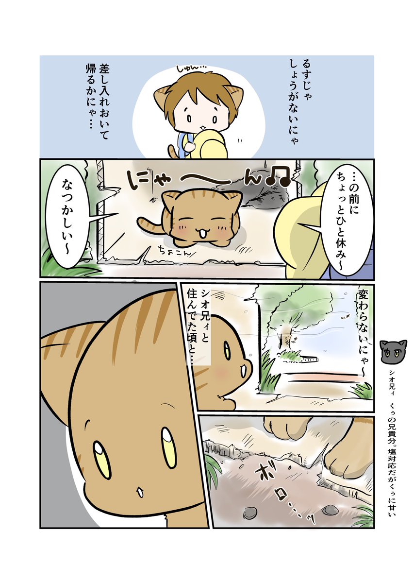 #スパダリにゃんこ 
#くぅの日常 第141話
世界は愛で回っている①

ハイスペックなスーパーダーリン、スパダリ猫を目指すくぅと、飼い主しずくの日常マンガ。

シオの暑中見舞いに来たくぅ。ふと何か思いついた様子。
一方くぅの忘れ物に気づいたシオは…?
#猫マンガ 