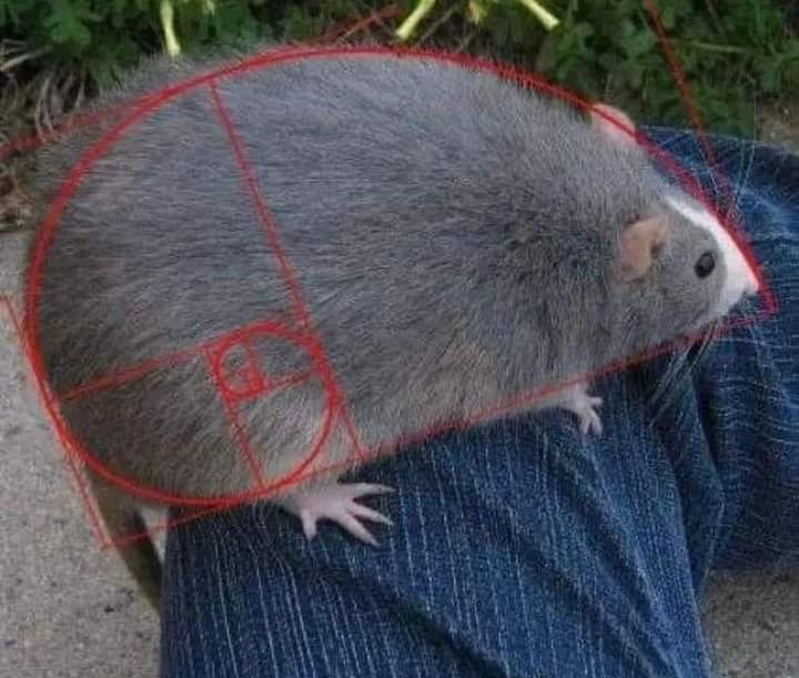 You may not like it, but this is what the perfect body looks like.

#rats #pets #science