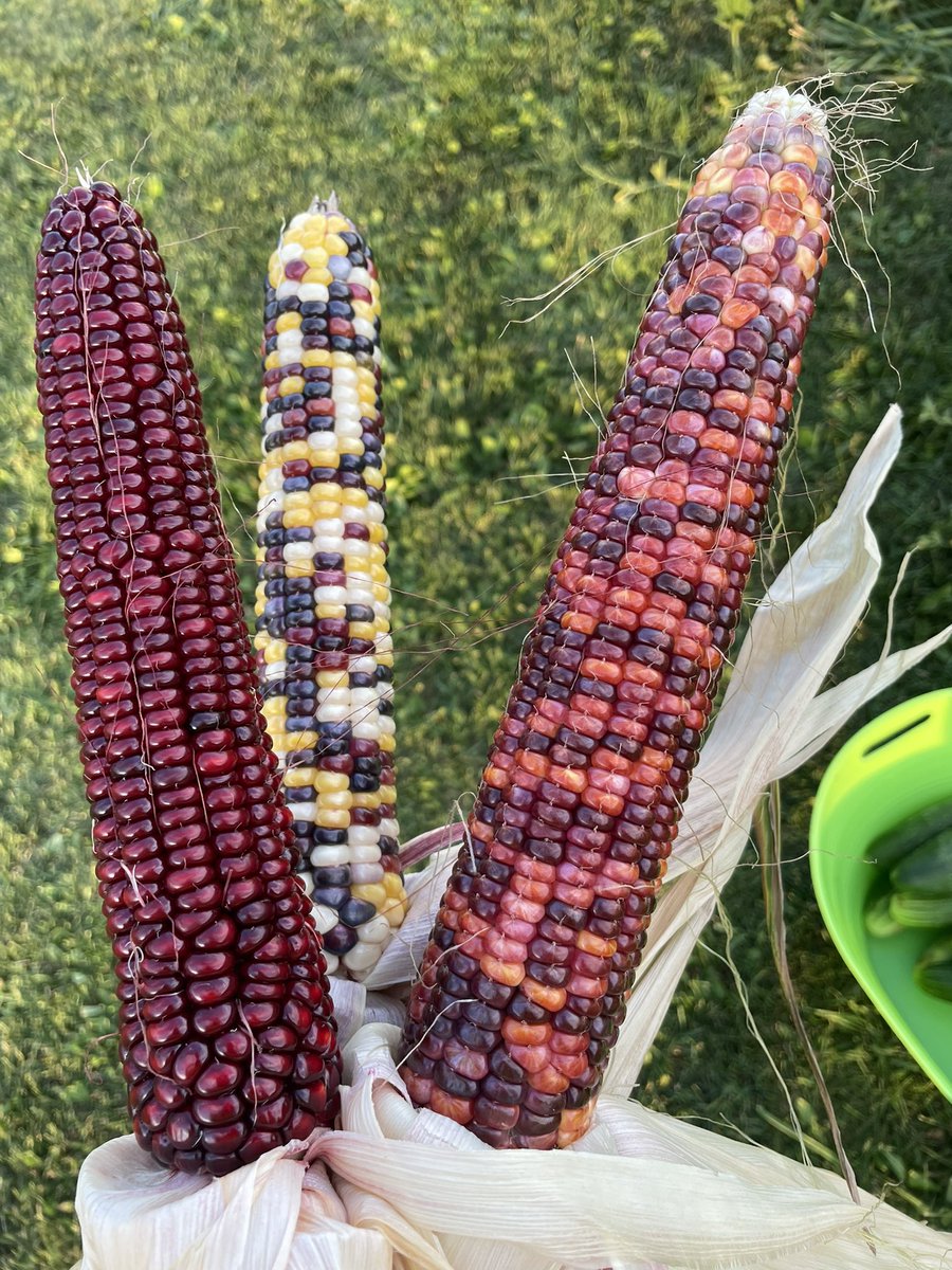 Bob Storm tweet media