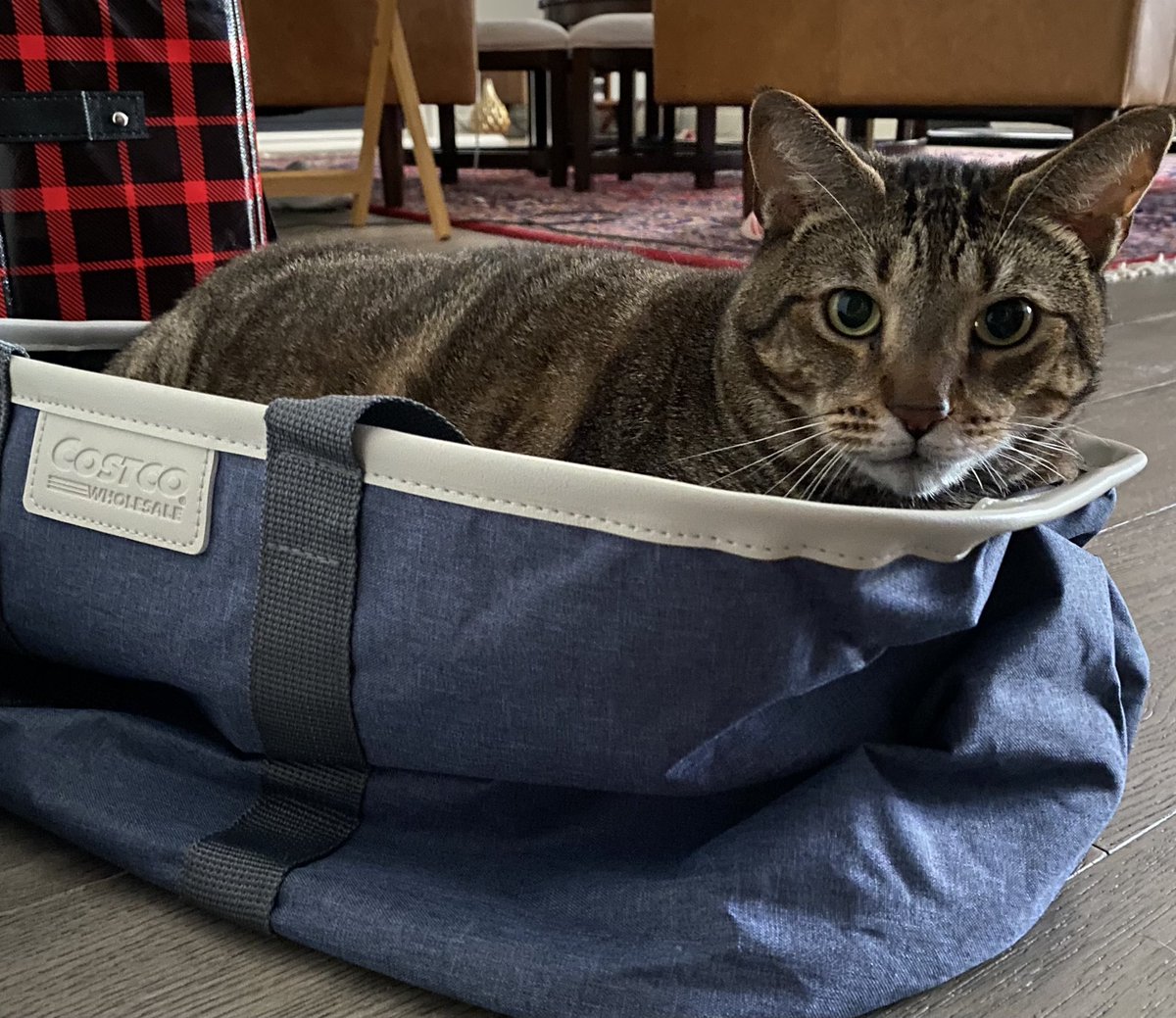 So, cats were on sale at Costco this week. Got myself a chubby one👇🏻