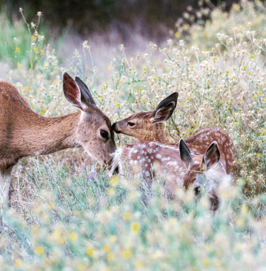 arpfsac's tweet photo. For #worldphotographyday, we're sharing some of our favorite social media photos from the #americanriverparkway.
Learn how you can help preserve the Parkway at https://t.co/U966UBkhLr.
#lovetheparkway #arpfsac https://t.co/8foYIbSKDY