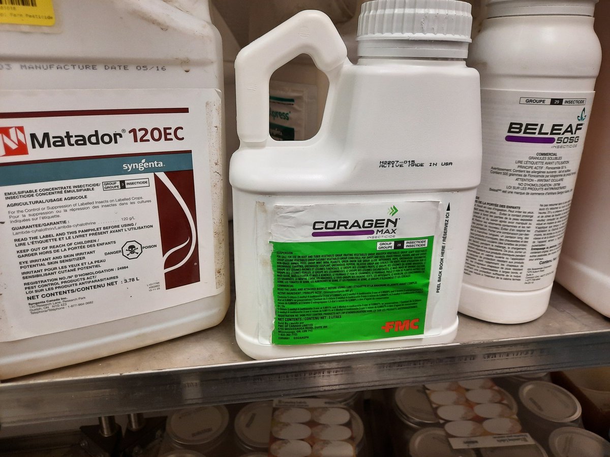 TylerWist1's tweet photo. It's going to be a fun week of experiments. #lygus #diamondbackmoth #fleabeetles @canolacouncil @SaskCanola @CanolaGrowers @AlbertaCanola @hectorcarabido @gabertccc https://t.co/wHeBmMGz9A