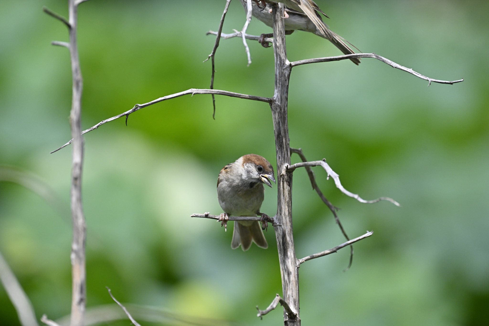 カラーひよこ on Twitter