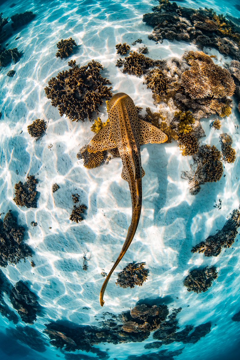 Brooke Pyke tweet media