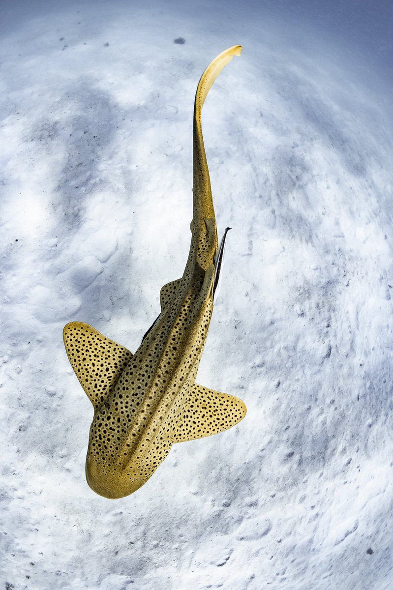 Brooke Pyke tweet media