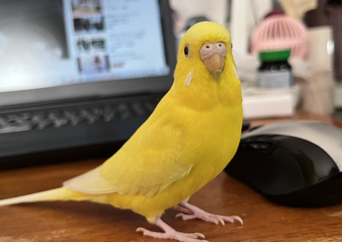 watagashifuwa's tweet photo. おはようございます♪
ちょっと発情気味の小夏さん🐥
今朝の体重は37gでした。
うーん、太ってきたかも💦
小夏さんの発情抑制がんばらねば。

#セキセイインコ
#小夏
#発情抑制
#37g https://t.co/1DCxCOXLU7