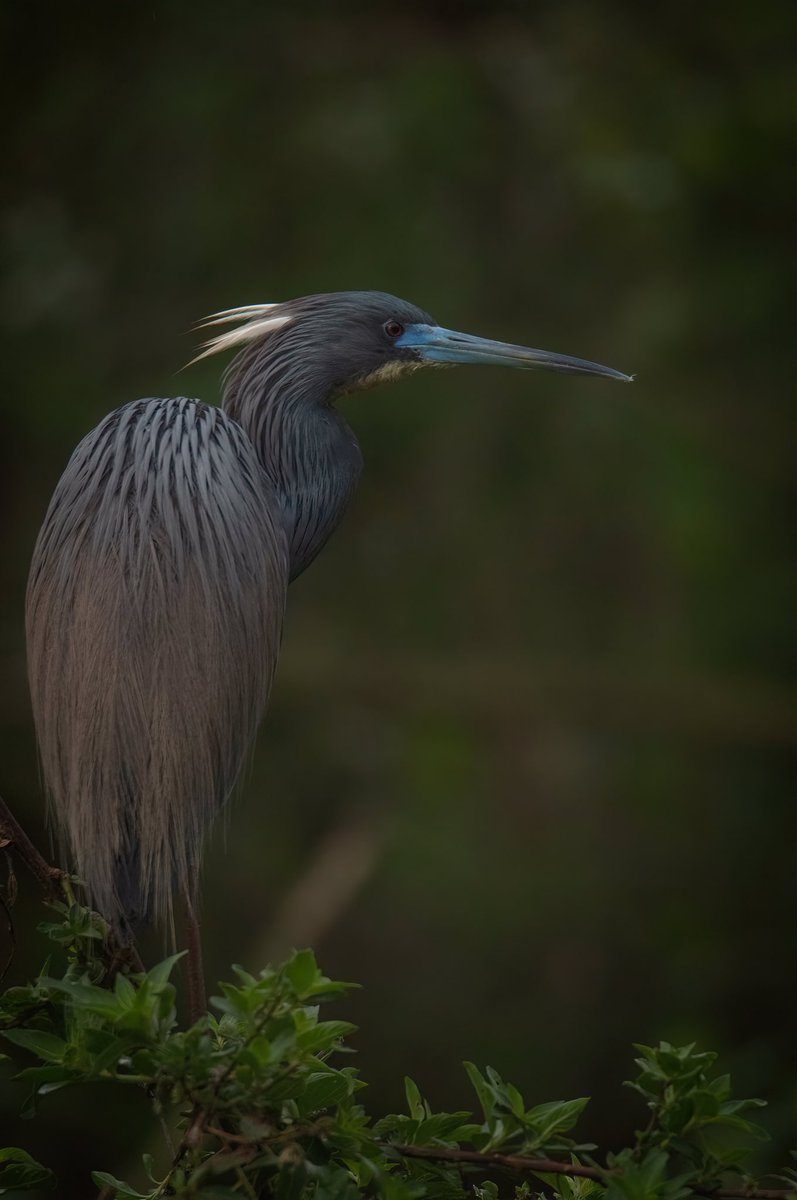 * PLEASE VIEW FULL SCREEN *

Here’s a Tricolored Heron during the first light of day at the Sagebrush rookery. His pale blue Lore really stands out against the lush greenery. 

#TwitterNatureCommunity #birdphotography #birds #nature