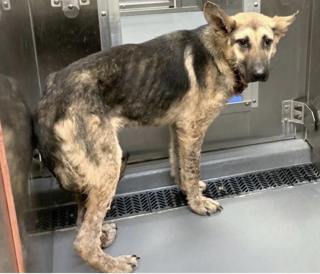 #TN #MEMPHIS
💥AT RISK💥Madea 2yo #GSD girl hw+ SEVERE KENNEL STRESS! Soo scared, poor Madea has had a tough time-found stray, thin &amp; now in a noisy shelter with no help! Pls #ADOPT #PLEDGE #RESCUE #FOSTER #MASA16021 🆘URGENTLY NEEDS HELP🆘 
facebook.com/18216482414803…