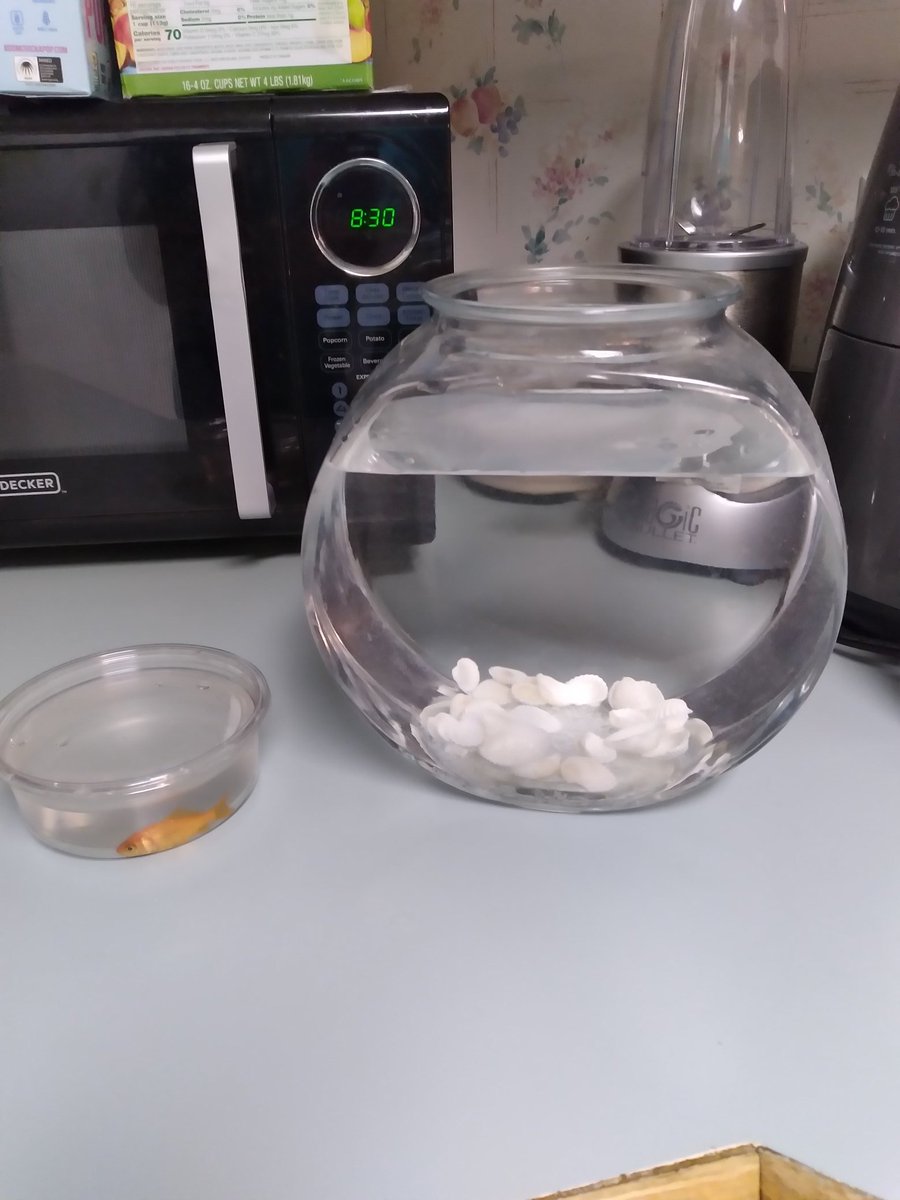 mezzopwr's tweet photo. Any bets on how long Carnival Fish Delta will last? #FridayNight #carnivalfish https://t.co/1JBi3aAUwC