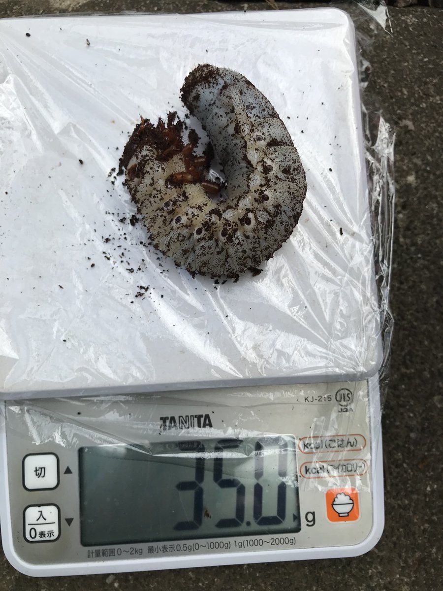 crypto_cci's tweet photo. ヘラクレスとゾウカブトのマット交換完了！

　　　　 6/12　　8/20
ヘラ１： 13.0g　35.0g
ヘラ２： 15.0g　38.5g
ゾウ　：   7.0g　24.0g

#ヘラクレスオオカブト #ゾウカブト #カブトムシ https://t.co/WF1Ocv3gZ4