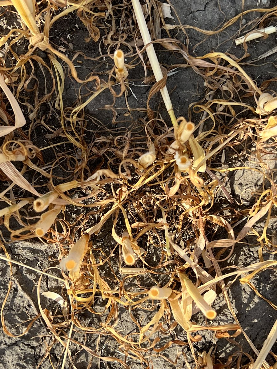 HobbyFarmerMatt's tweet photo. Going to give the Dryland a go tomorrow on the #arborg #oats. The greenest kernels are dry. #harvest22 Anxious to see what they yield 😬 https://t.co/LaCFu6T3Qg
