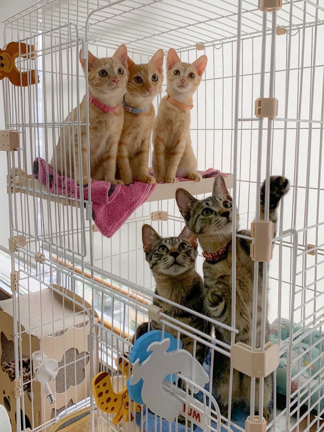 就労支援ねこぱんち Kohopunch Twitter