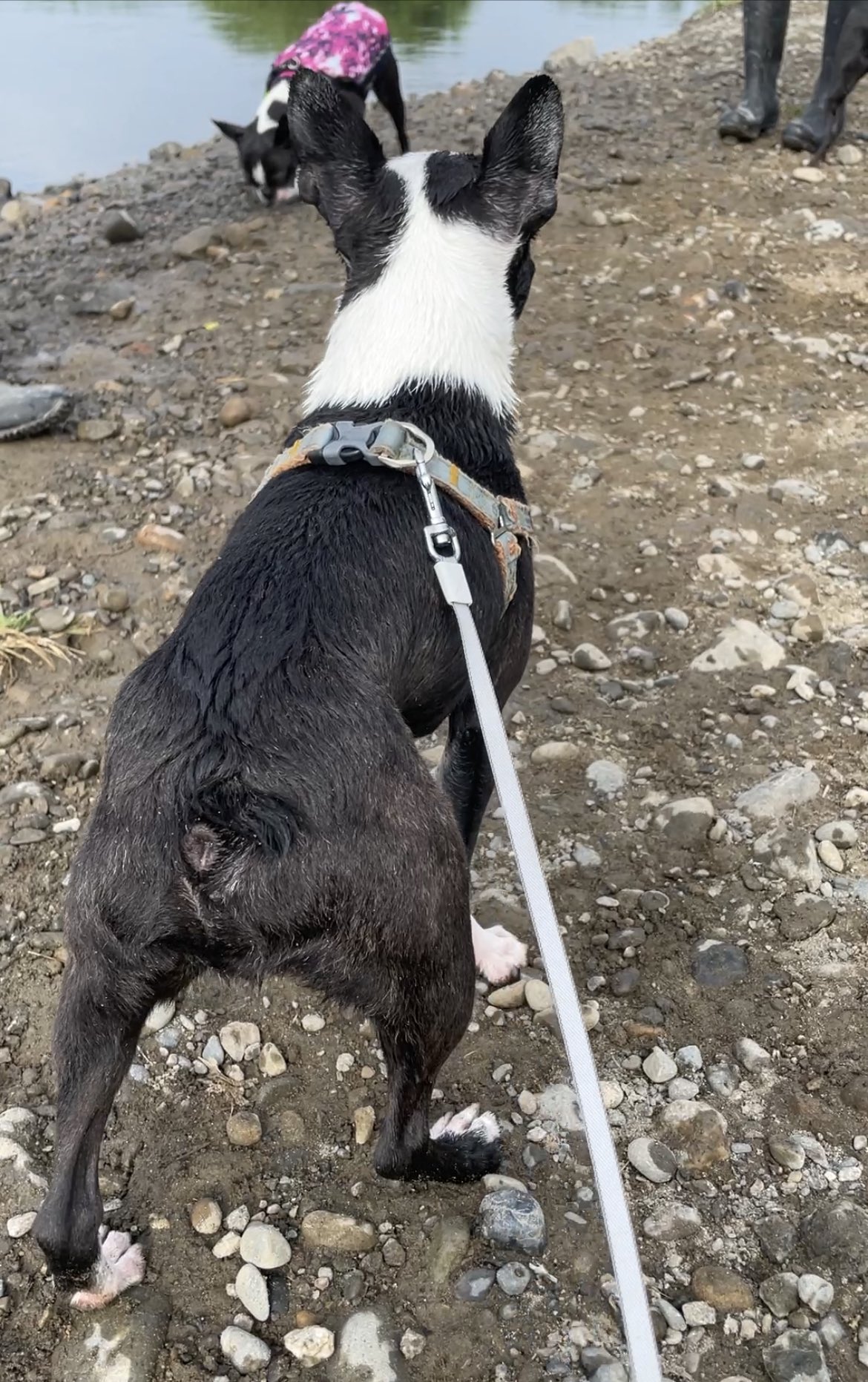 Big Boss 川遊び満喫 ボストンテリア 犬のいる生活 水温低くて震えてる そんなの関係なく 遊びたくてしょうがない 泳ぎが下手っぴ 命綱必須 それでもめげない子 T Co Cezcaznwdu Twitter Big Boss 川遊び満喫 ボストンテリア 犬のいる生活 水温低くて震えてる そんなの関係なく 遊びたくてしょうがない 泳ぎが下手っぴ 命綱必須 それでもめげない子 T Co Cezcaznwdu Twitter