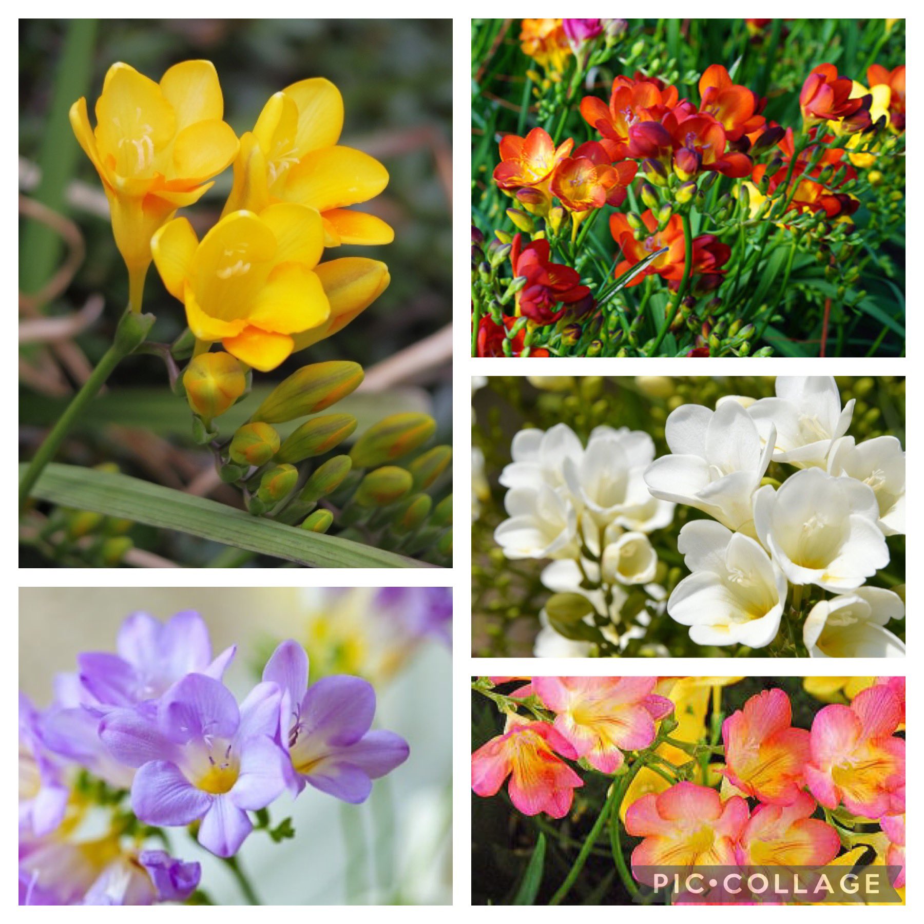 ヒロミ 毎日の生活に1輪の誕生花を添えて 皆さんおはようございます 8月日の誕生花 フリージア 浅黄水仙 花言葉 由来 フリージア明るくほのぼのとする 花姿やさわやかさ 甘酸っぱさのある 香りといった純真無垢なイメージから