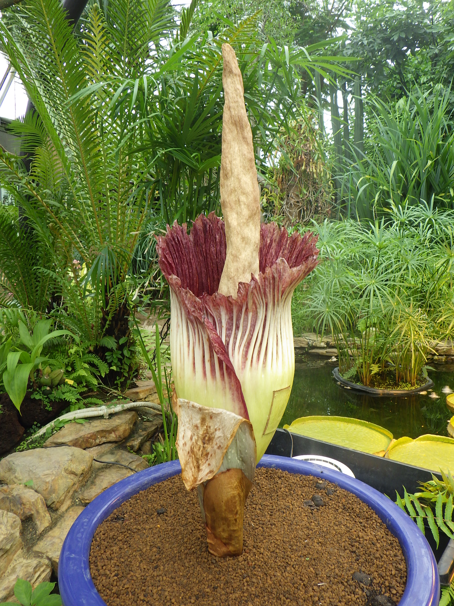 新潟県立植物園 Niigata Bgarden Twitter