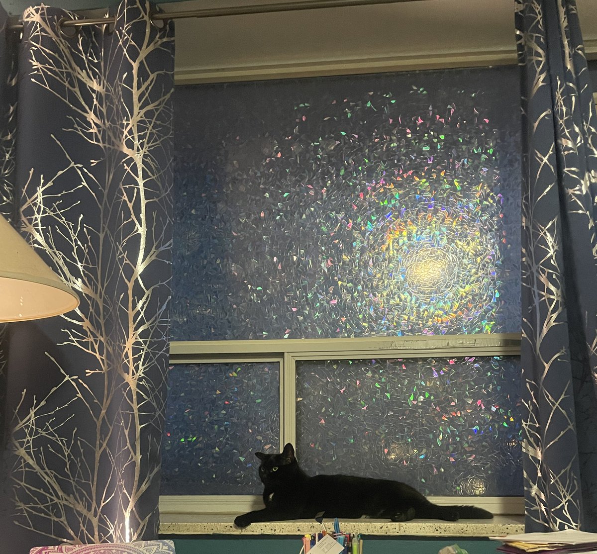 noufiee's tweet photo. I did this all by myself 3 windows and a busy cat that keeps on climbing the ledges lol .. but it’s all done and now o can relax ! https://t.co/2XRqoGLCti