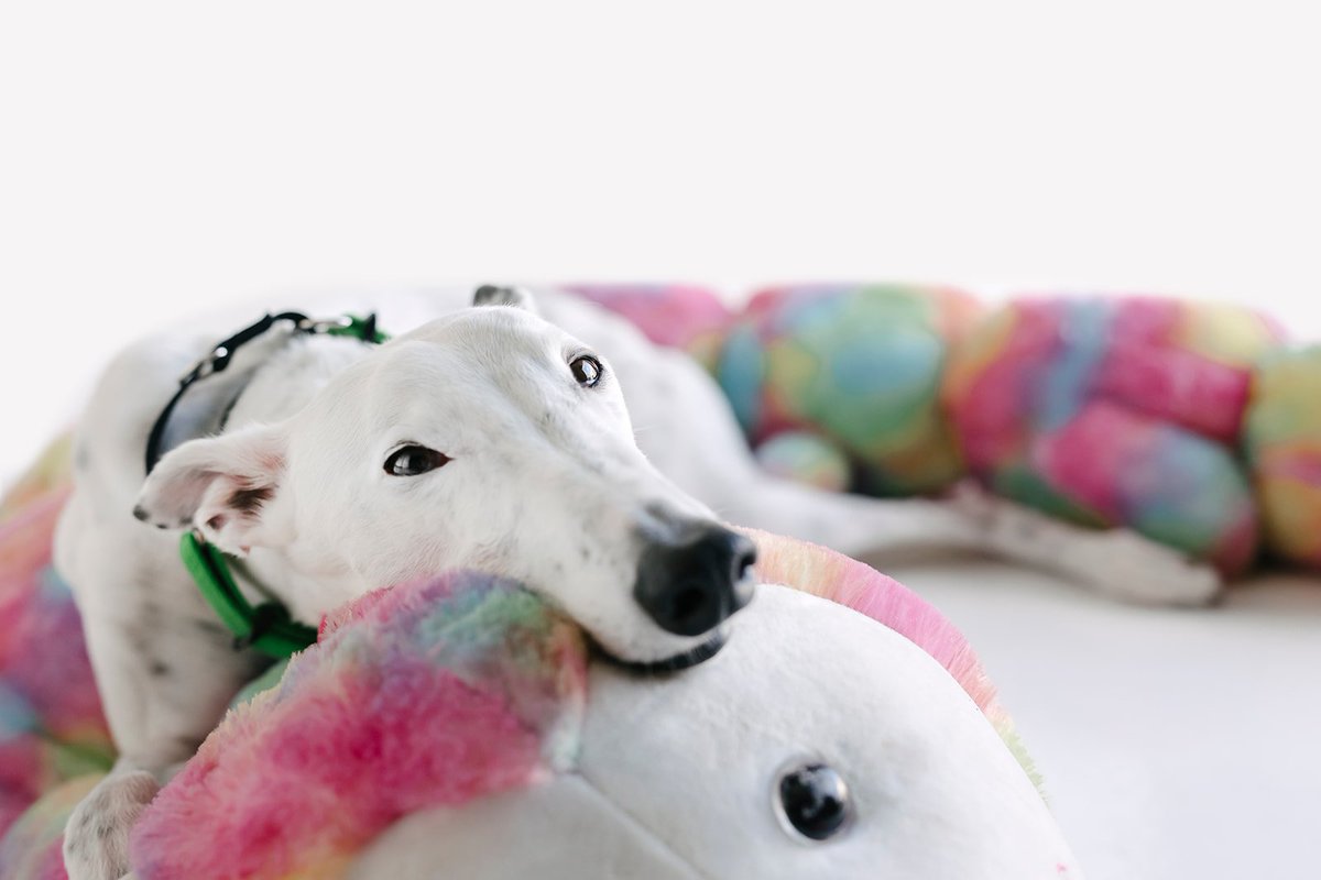 TheDogsSA's tweet photo. Why Greyhounds Make Greyt Pets.
"Having worked as a dog trainer with dozens of different breeds I can tell you this – there is truly nothing quite like a greyhound"
A personal story by Charlie Jayde.
More: https://t.co/qYMbpzam2Y
#gapsa #greyhounds #gapsouthaus #weloveourdogs https://t.co/DPtGTi6vRB
