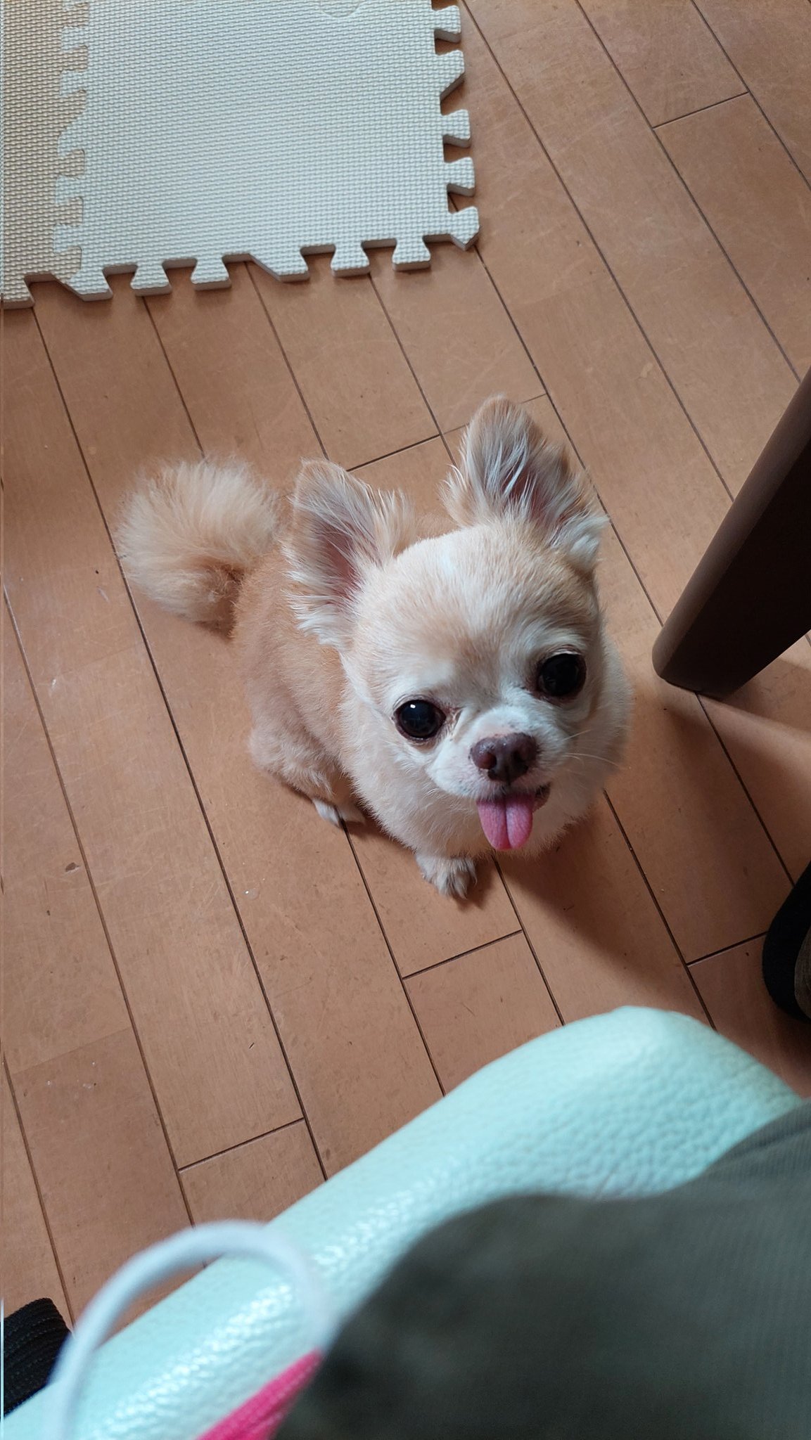 تويتر チワワのななほ على تويتر おはようございます チワワのななほです Chihuahua チワワ 癒し ロングコートチワワ チワワのいる暮らし ちわわ大好き Dog 犬 T Co Rl5crsvia3