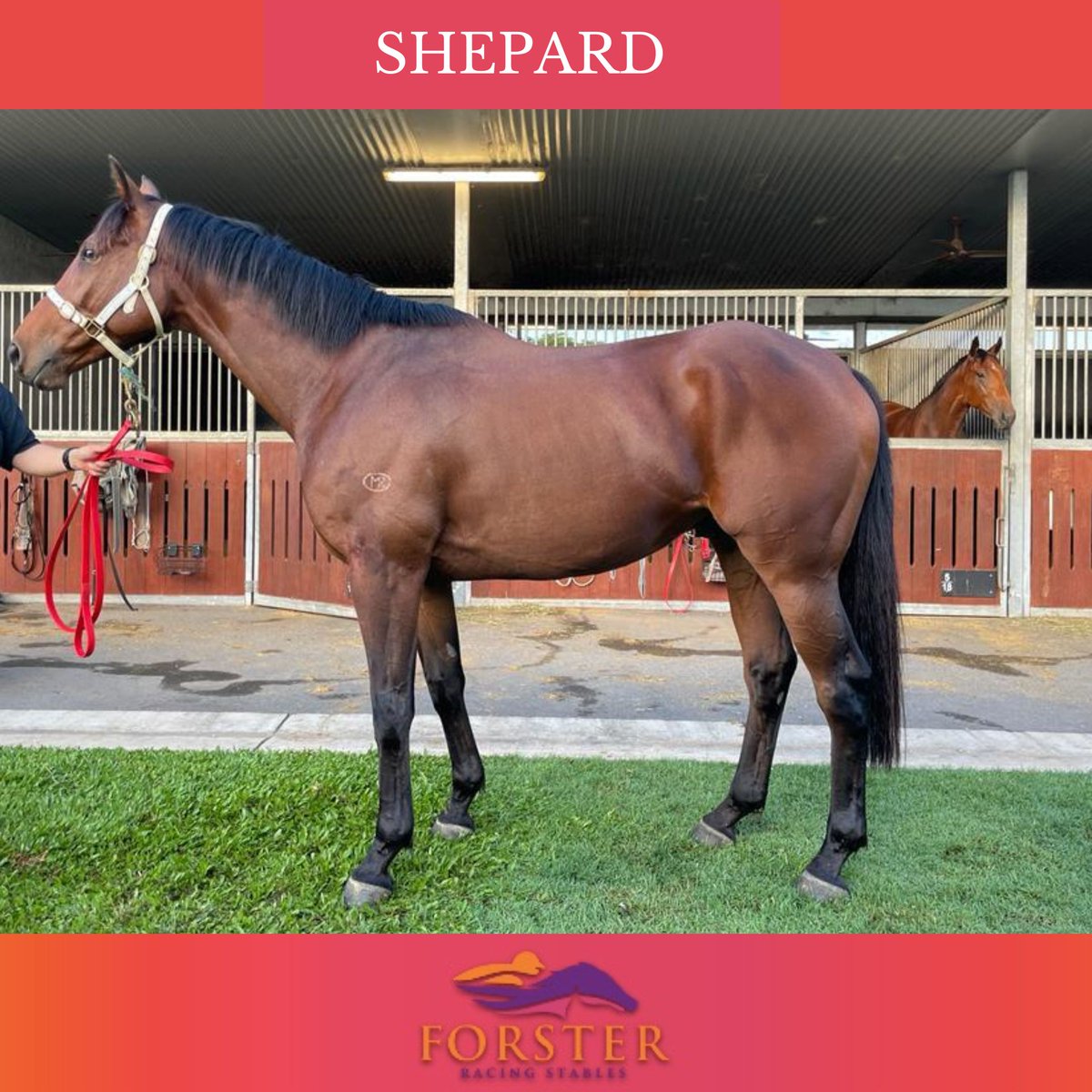 Spring is definitely coming and it's a gorgeous day in Brisbane! We're staying close to home with two runners at Doomben this afternoon. 
Shepard - R4 BM78 Hcp - 1:23pm
Caffrey - R8 SKY RACING Class 6 Plte - 3:57pm

Enjoy the sunshine and the weekend!!