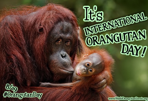 It's International #OrangutanDay! Do your part and RT to raise much needed awareness about the plight of survival for this amazing species. #Orangutans