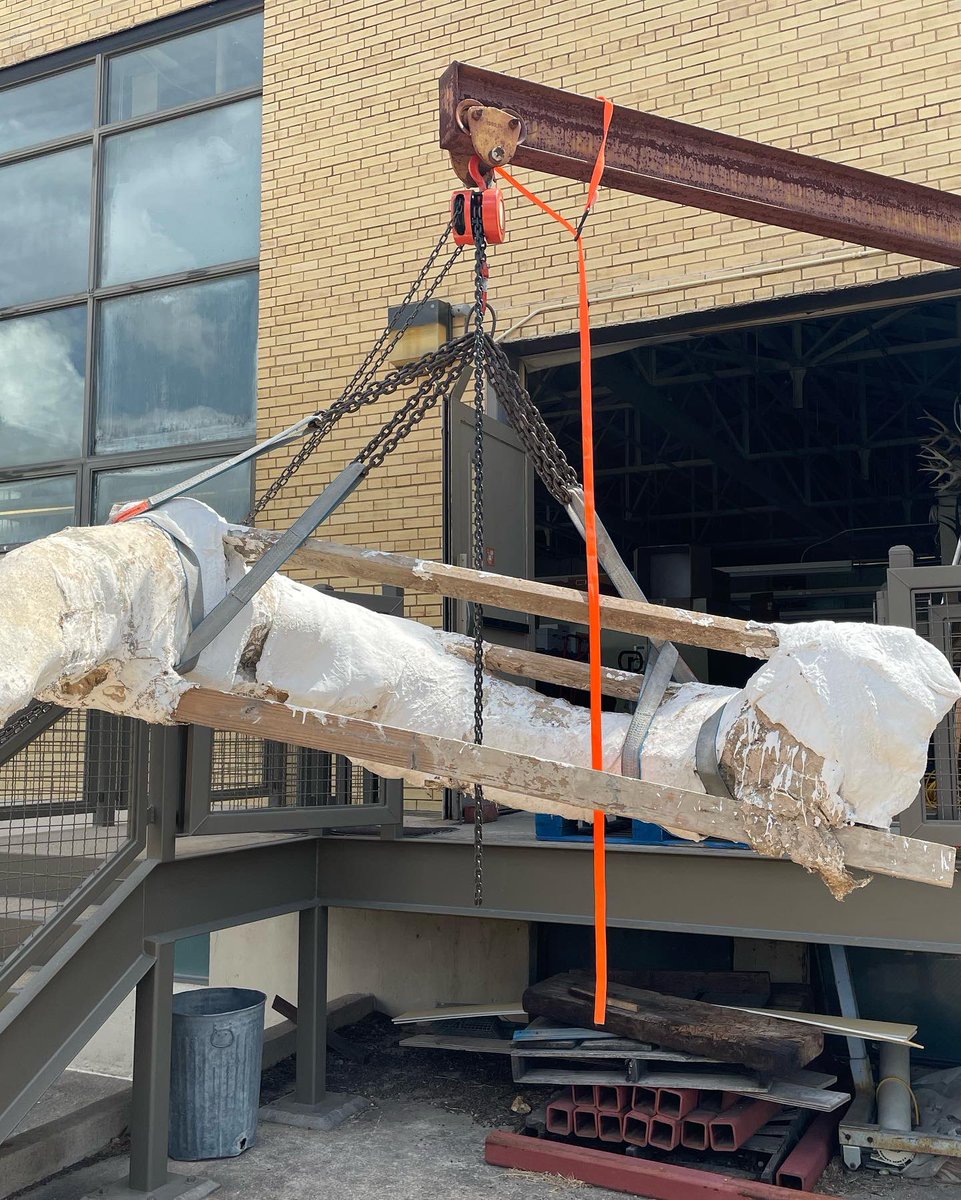 TexasVertPaleo's tweet photo. This week Kenneth Bader retrieved the last field jacket of mammoth material from Katy Prairie Preserve, in cooperation with the Coastal Prairie Conservancy. Any guesses about what this jacket contains?

#FossilFriday #texasfossils https://t.co/1M5s6ItARj