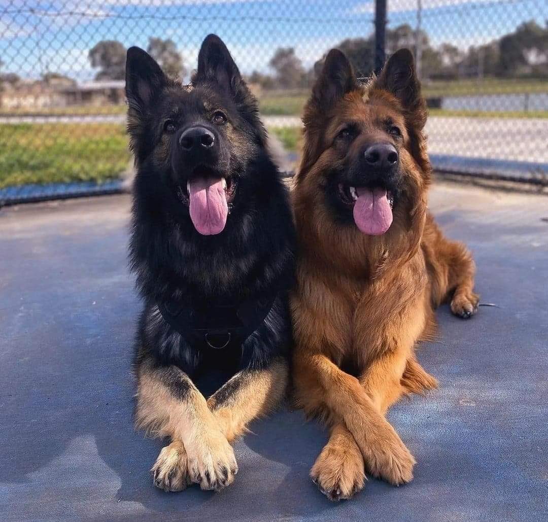 JenniferPaige34's tweet photo. @ReelzChannel So excited! Home sick in San Antonio Texas with the flu, but can’t wait for #OnPatrolLive 
I think these beauties are waiting patiently!
~ Jennifer Paige ~ https://t.co/Pm4uwy73tf