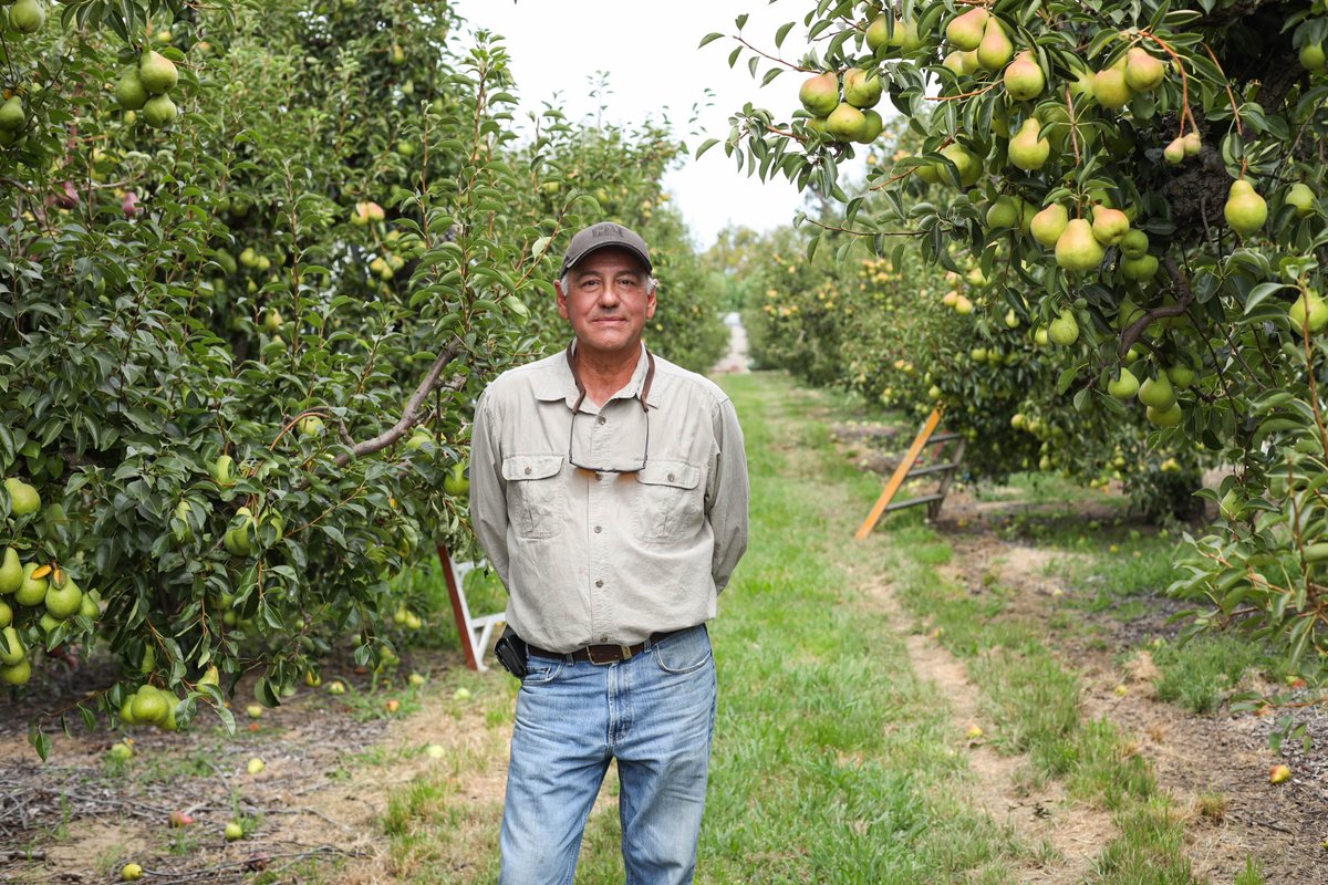 Cal_Pear's tweet photo. Our #CApear farmers are dedicated to bringing you fresh, healthy and tasty #CApears each year! Get to know some of them here https://t.co/mY3bQe4vct https://t.co/Le3GF8IxJw