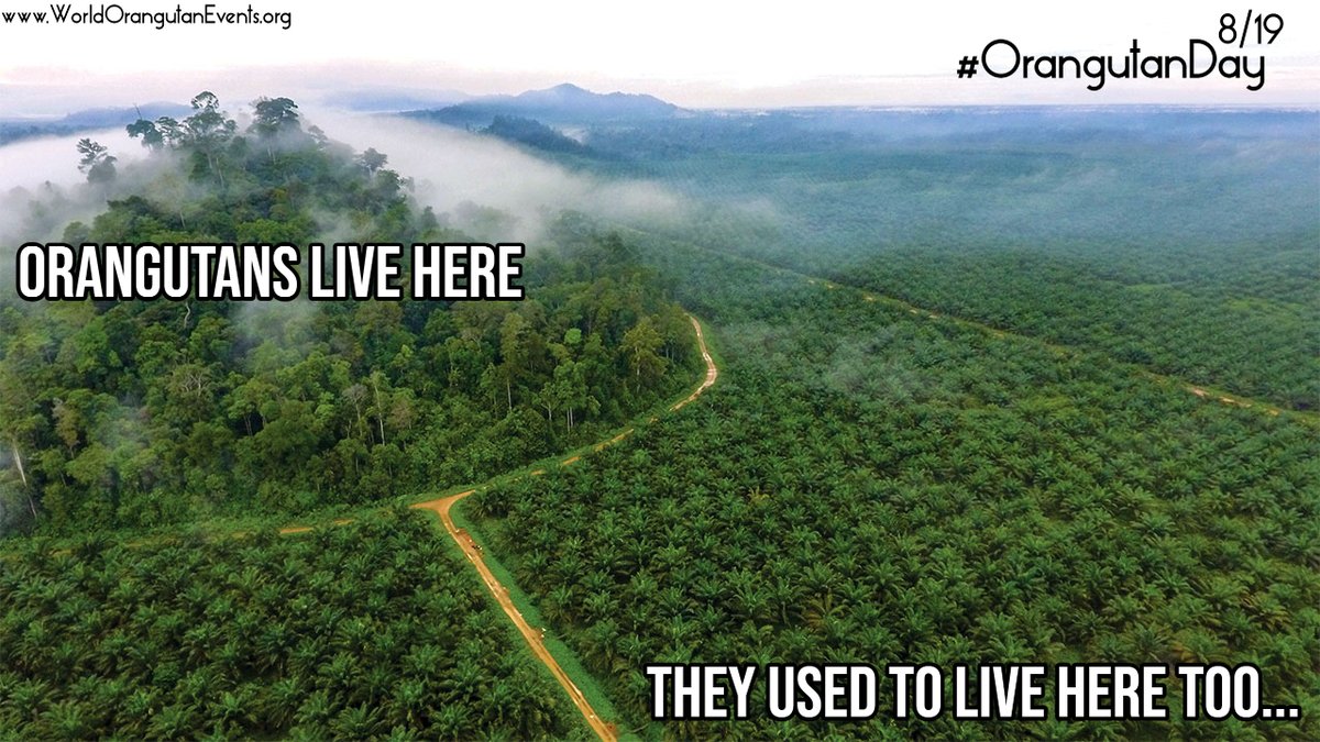 Look at the beautiful Borneo rainforest, home to millions of living beings, including #orangutans... but what's that surrounding it? Palm oil plantations. This is a problem! RT for Awareness! #OrangutanDay