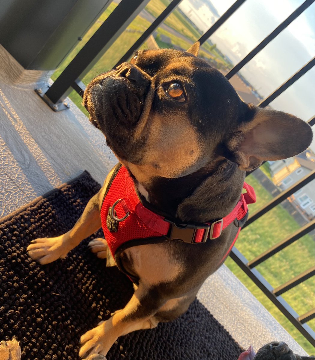 PinotandMerlot's tweet photo. I gots some freedoms from kennel life to enjoy the sunshines. It makes my eyes looks like pools of caramels. https://t.co/P2PLlD4PcF