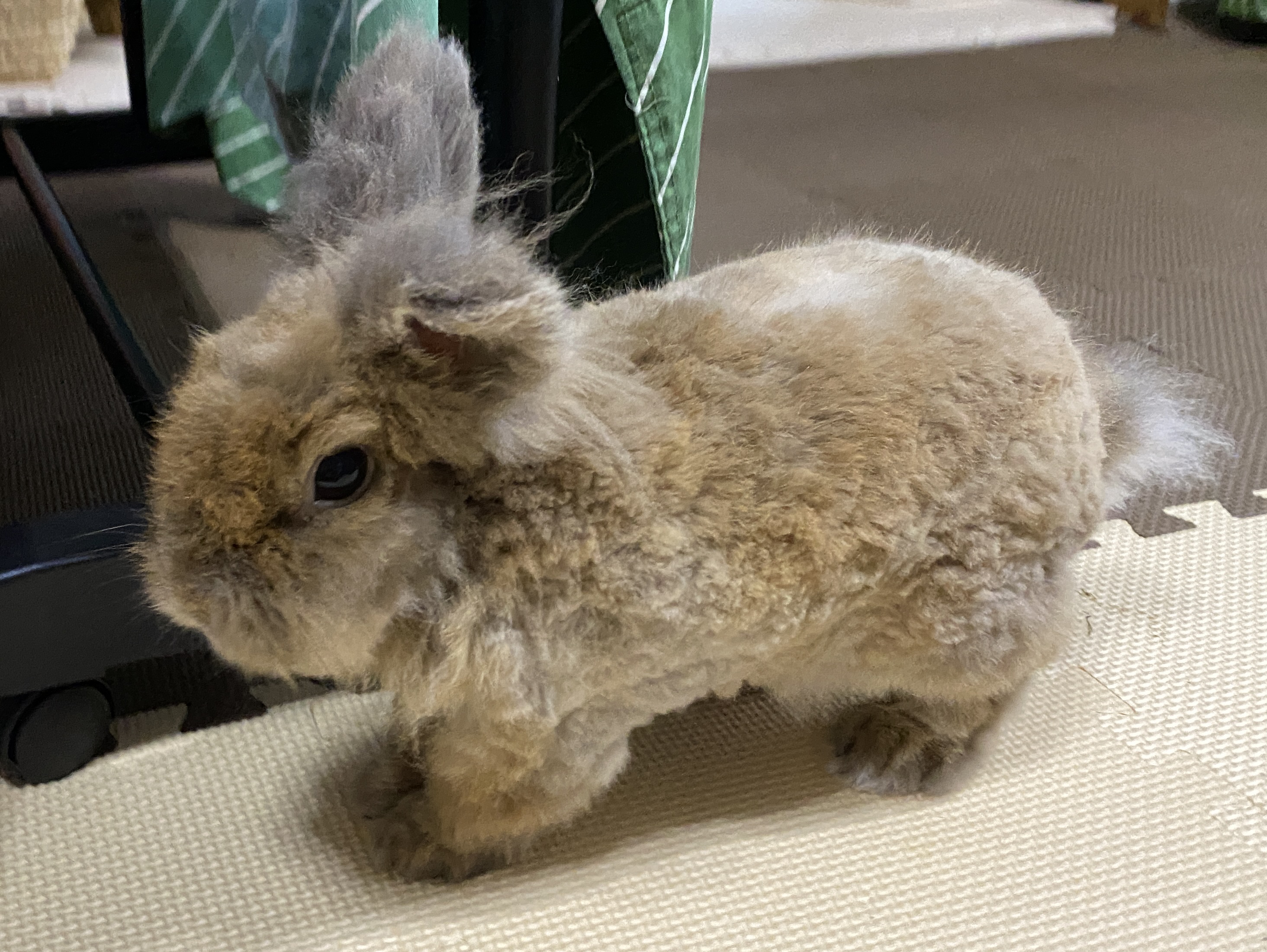 うさぎもかど 部屋んぽ中の我が家の３兄弟 動くぬいぐるみっぽい小雨くんと ホッキョクウサギっぽい小小雪くんと ヤギっぽい小雪くん うさぎ 兎 兔 ライオンヘッド ライオンラビット ミニうさぎ ネザーランドドワーフ T Co Ylm9j0hrev