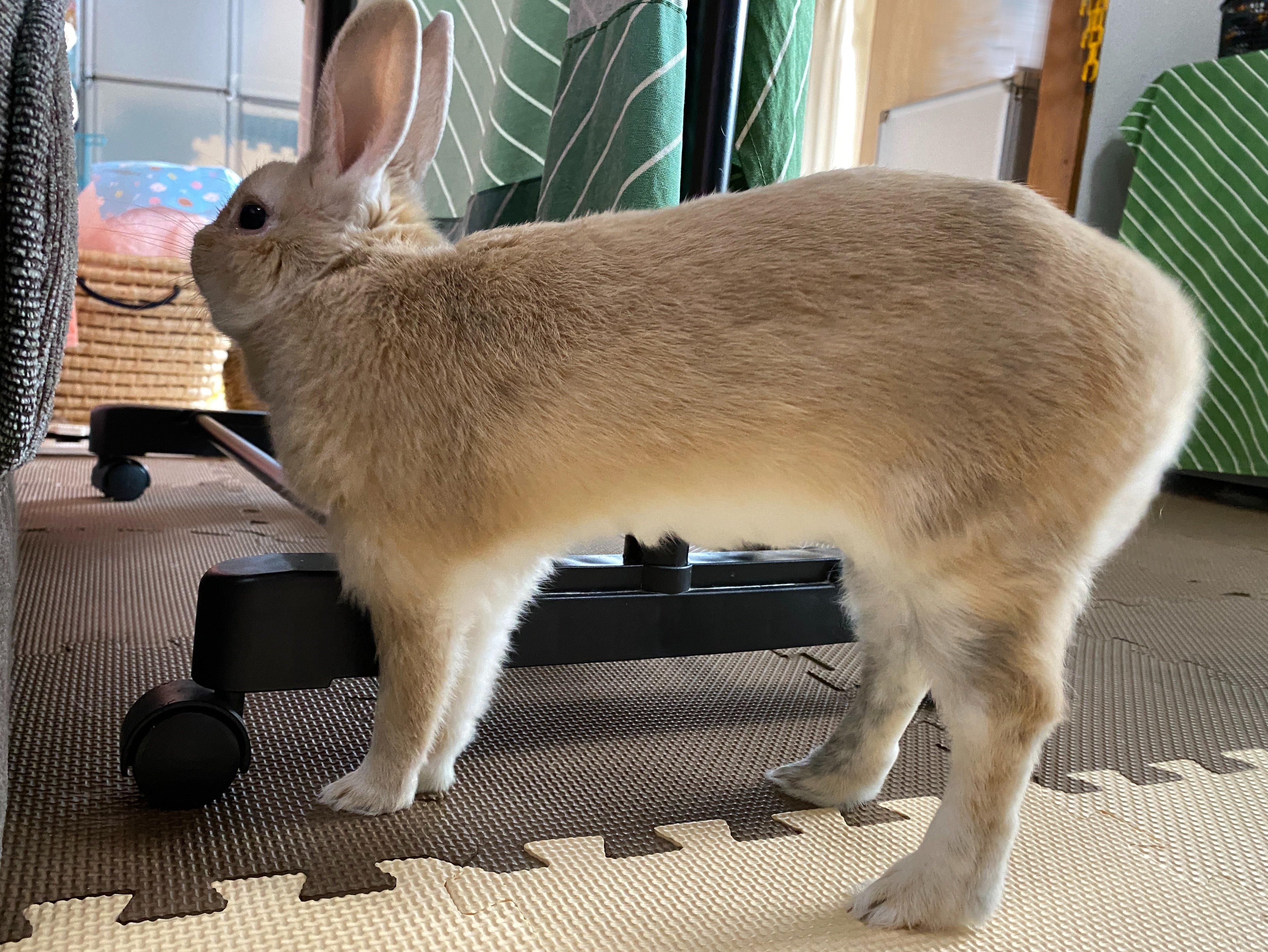 うさぎもかど 部屋んぽ中の我が家の３兄弟 動くぬいぐるみっぽい小雨くんと ホッキョクウサギっぽい小小雪くんと ヤギっぽい小雪くん うさぎ 兎 兔 ライオンヘッド ライオンラビット ミニうさぎ ネザーランドドワーフ T Co Ylm9j0hrev