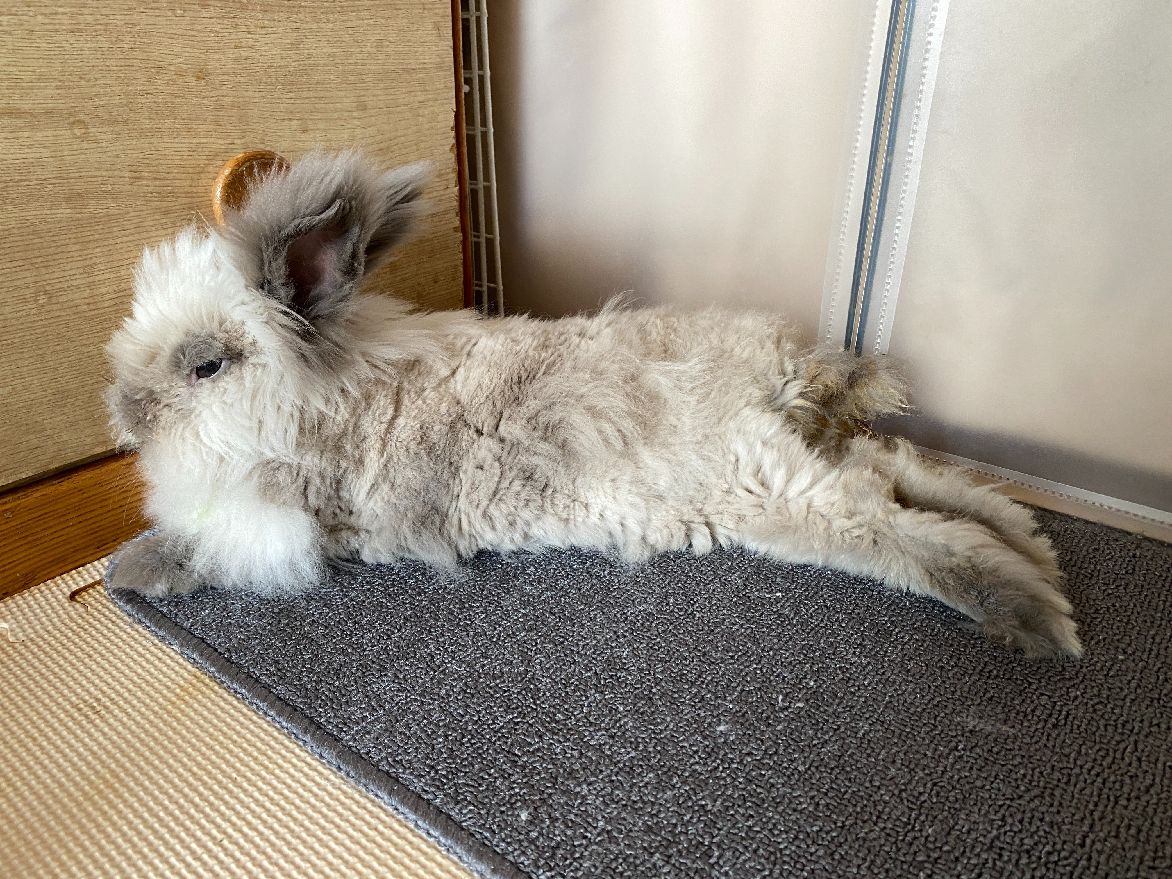 うさぎもかど 部屋んぽ中の我が家の３兄弟 動くぬいぐるみっぽい小雨くんと ホッキョクウサギっぽい小小雪くんと ヤギっぽい小雪くん うさぎ 兎 兔 ライオンヘッド ライオンラビット ミニうさぎ ネザーランドドワーフ T Co Ylm9j0hrev