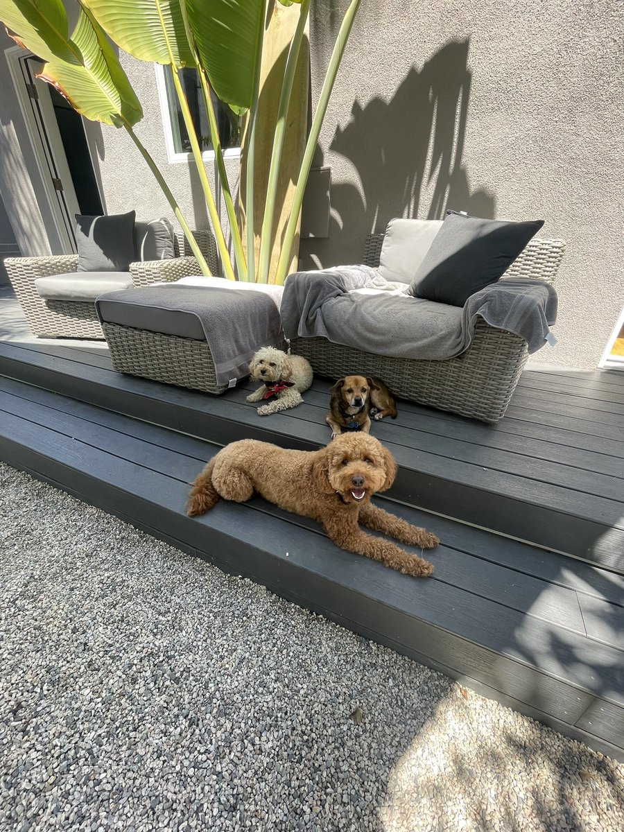 WillysClubhouse's tweet photo. Just another day in the hood @WillysClubhouse!  Follow all the doggos today! 🌴🔥🐶☀️ #DogsofTwittter https://t.co/PmIaLYNs3S