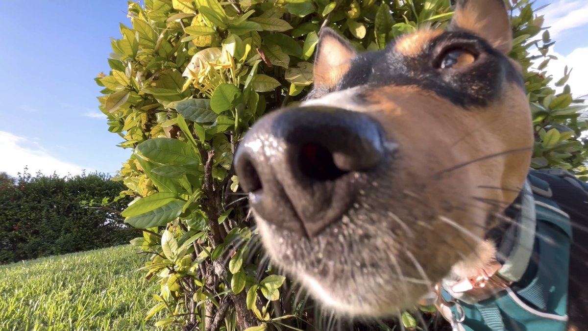BasenjiAdvnturs's tweet photo. https://t.co/jDA01aQIbZ
*New Video* Check it out!
Basenji walk and some drone shots from 300 feet!
#dog #BasenjiAdventures #dogsoftwitter #basenji #barkless #DogOfTheDay #YouTube #vlog https://t.co/nqBWrLE5xZ