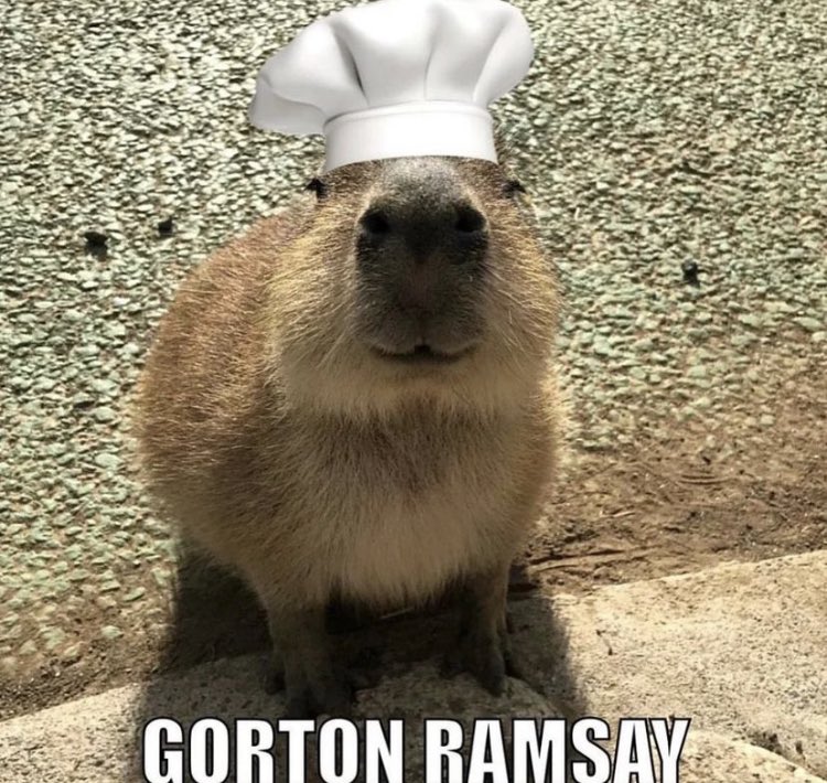 CapybarasForLife (@capys_for_life) on Twitter photo 