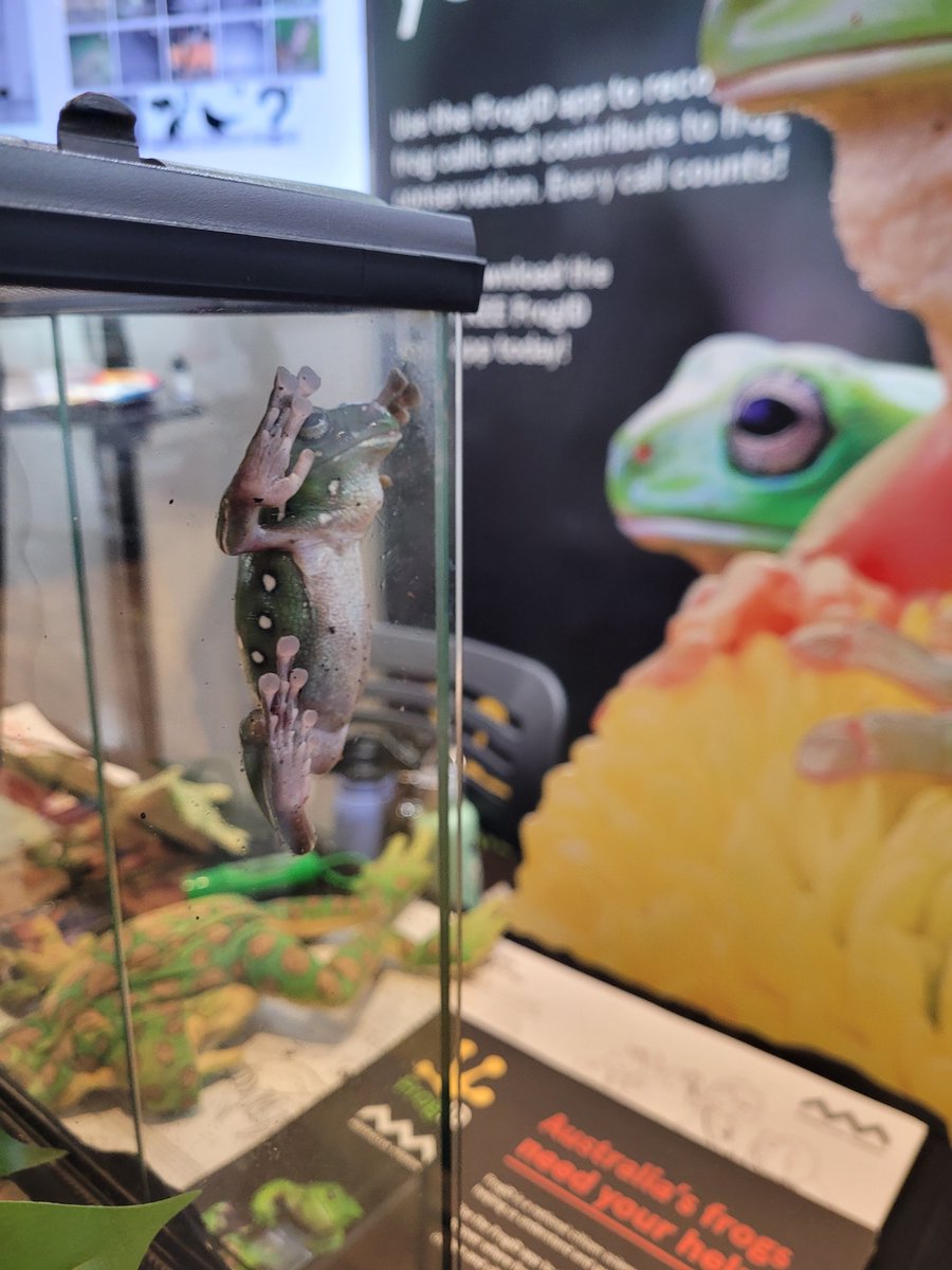 AustmusResearch's tweet photo. And we're off! For community day at #SydneyScienceTrail22 @austmus we have both the AMRI stall and Citizen Science stall running at the Expo. Please hop on by! @FrogIDAus @AMDigiVol @RBGSydney https://t.co/H6YyflHkxM