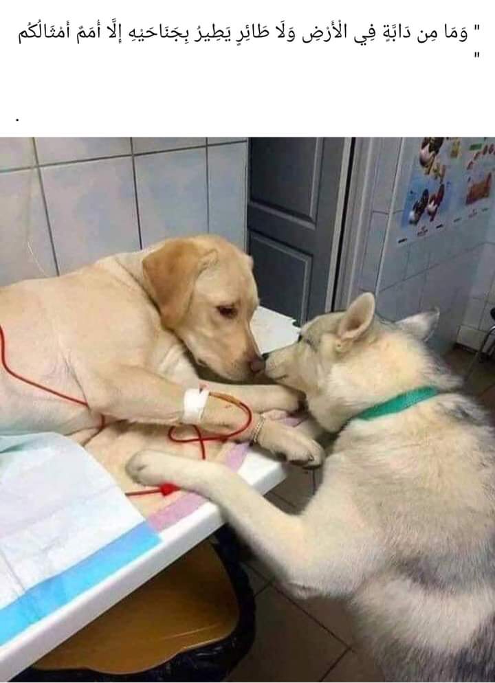 Dali Soliman (@kambinomdjo) on Twitter photo 