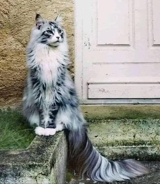 hey_butter's tweet photo. Norwegian Forest Cat. That tail though. https://t.co/6sfDryVcO1