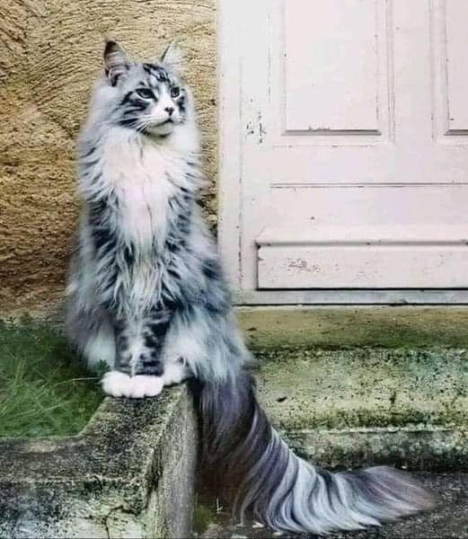 Norwegian Forest Cat. That tail though.