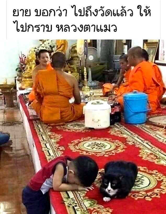 นี่มันแมวหลวงตาลูก🤣