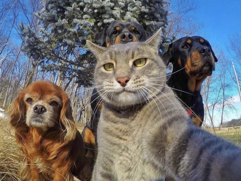 notrealaldo's tweet image. me @AimbotAndrix @Synic187 @HH4bibi  are your #codagent $5k CHAMPS 🫡💪🏻💯🏆🥇