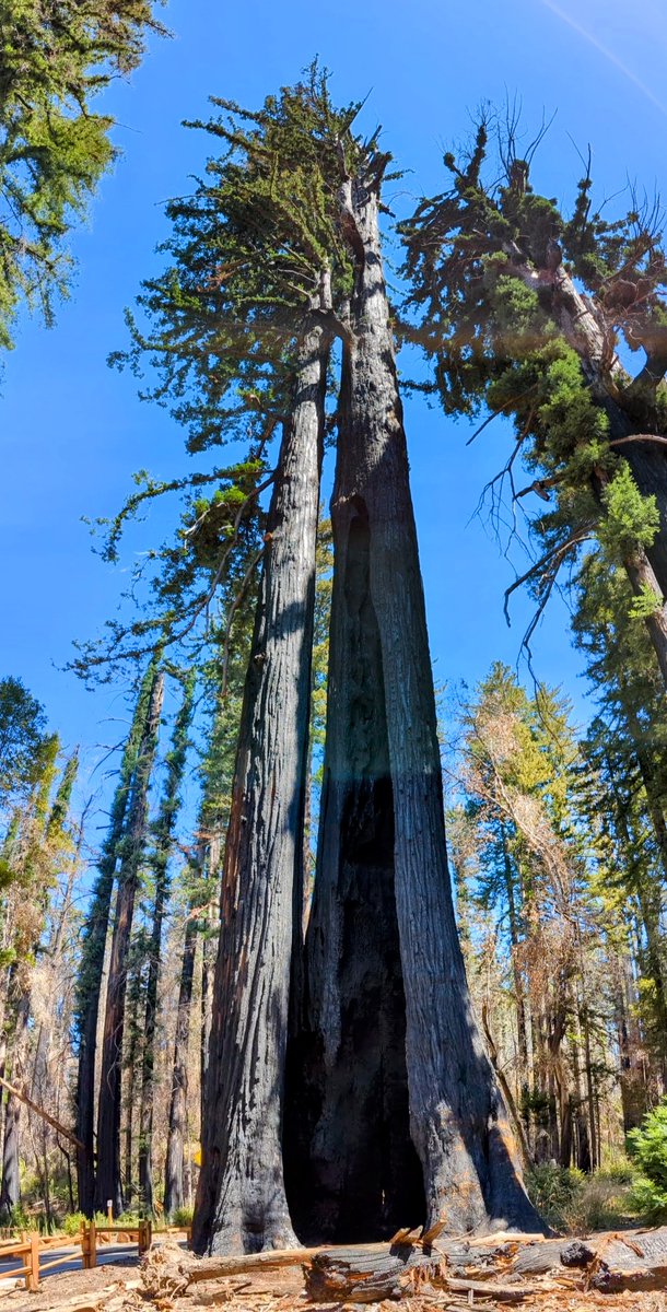 mostlysequoias's tweet photo. *Biennial of blitzing blazes that burned bucolic Big Basin finds biome bouncing back.* The park suffered extensive damage in the CZU Lightning Complex fires, but partially reopened last month. Many old growth trees, such as the Auto Tree and Father of the Forest, have survived. https://t.co/u3GXYMcbI8