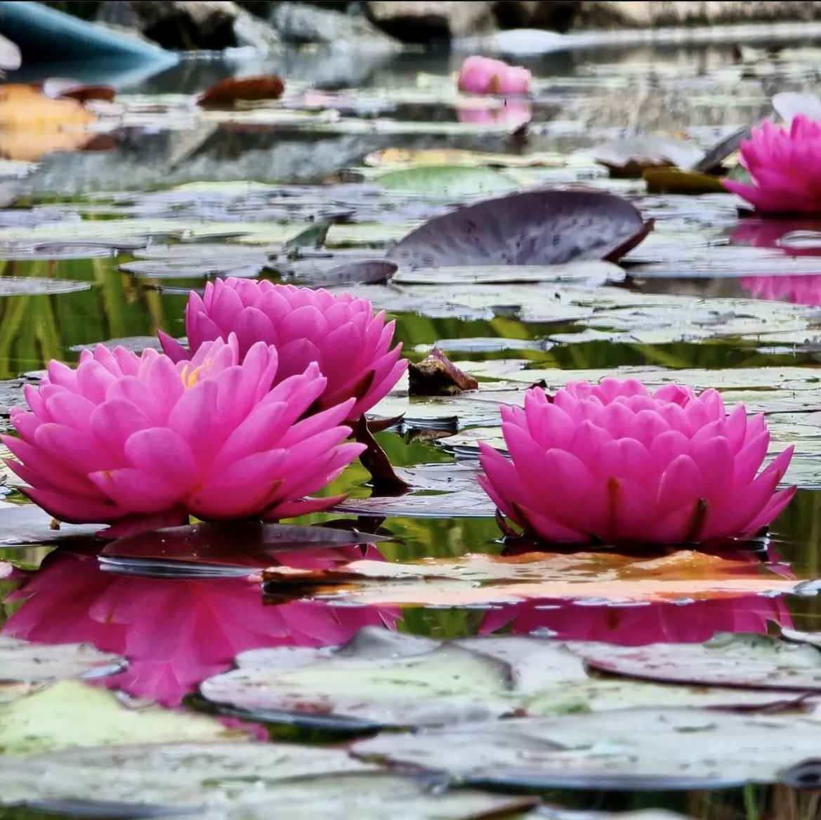 krishnaveechika's tweet photo. Nearby pond with beautiful flowers #Flowers #pond #lotus #Beautiful #beautifulflowers #photographer #photography #amazing #awesome #pretty #beauty #colorful #nature #naturelovers https://t.co/EprYxHMATy