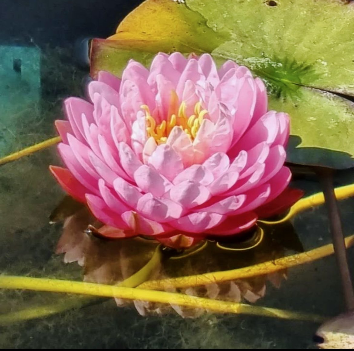 krishnaveechika's tweet photo. Nearby pond with beautiful flowers #Flowers #pond #lotus #Beautiful #beautifulflowers #photographer #photography #amazing #awesome #pretty #beauty #colorful #nature #naturelovers https://t.co/TRMJpbNOHO