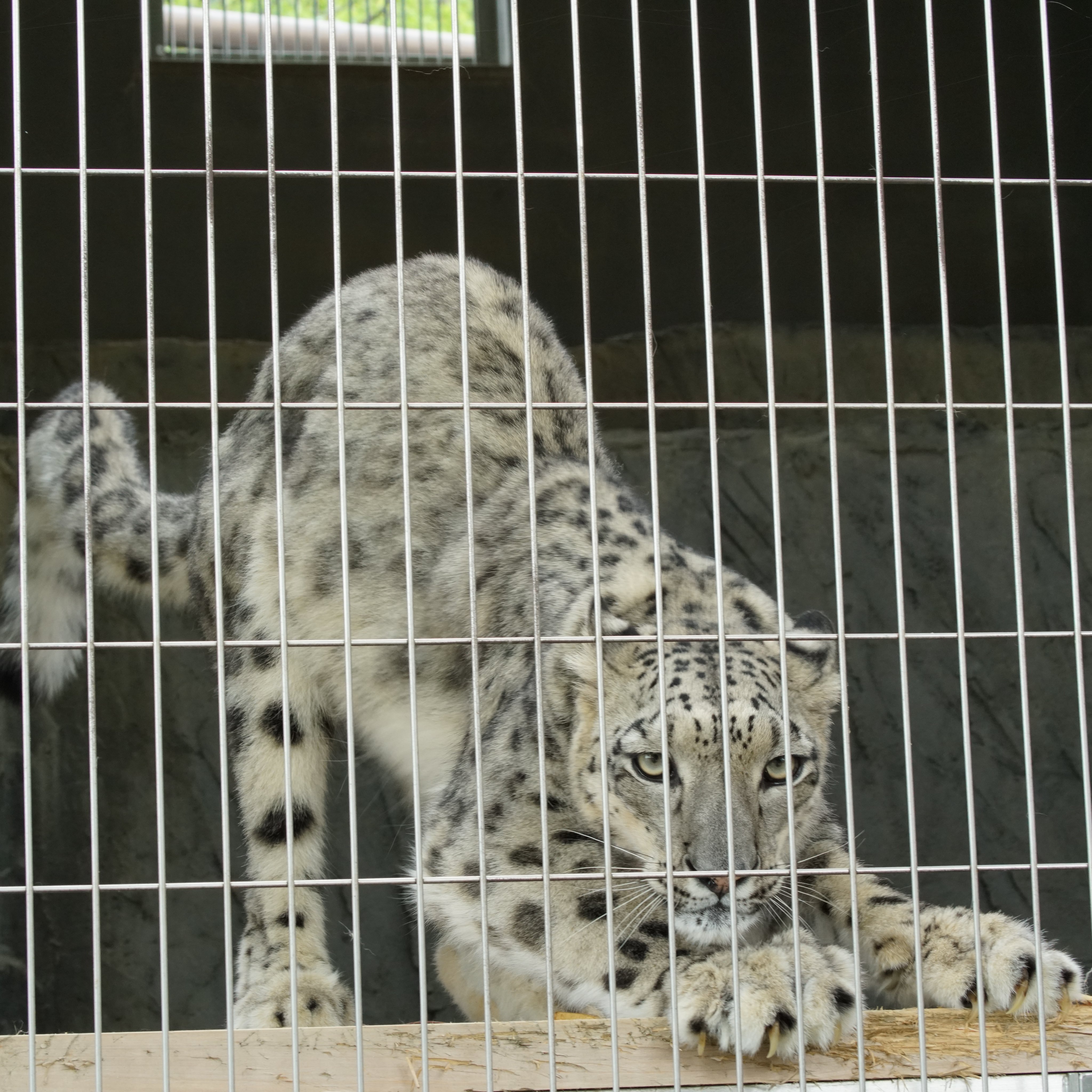 丹下左膳 小さい猫さんも大きい猫さんも 爪を研ぐ時の姿勢は一緒です 東山動植物園 マヌルネコ ヌマルネコ ハニー ユキヒョウ リアン T Co Cechmcbq7v Twitter