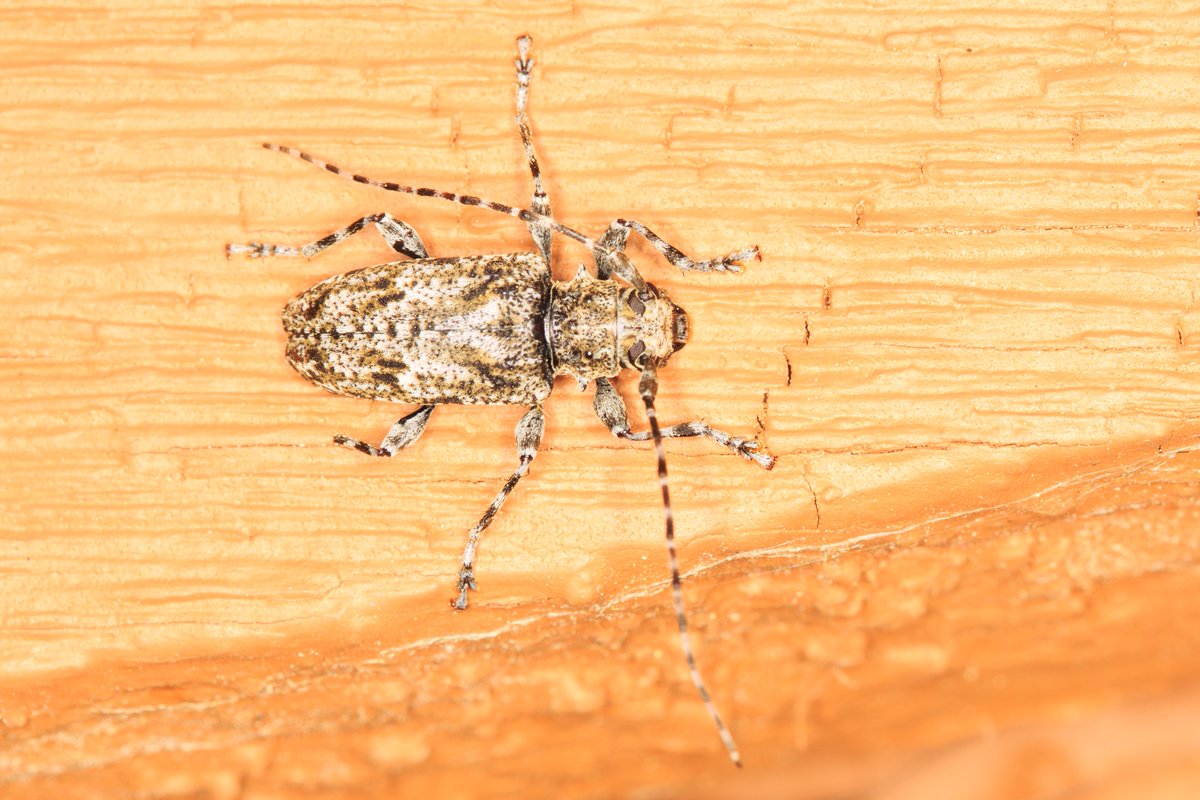 Naturenutlady's tweet photo. Portrait of a longhorn beetle. Not sure what kind.  Maybe Astyleiopus variegatus? Please let me know what you think it is. 07/22/22, Parry Sound, Ontario, Canada @phil_torres @DomsWildThings #becurious #insectsofontario #longhornbeetle #naturenutlady #insects #bugs #macro #canon https://t.co/CQc0coXZIU